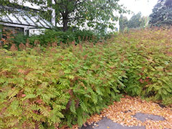 Rognspirea 3år etter planting
